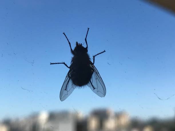 istock Fly sitting on dirty glass 976961856
