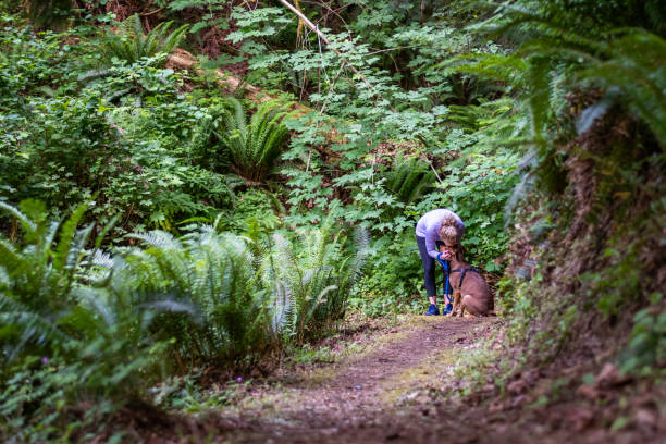 Outdoor Fitness Female baby boomer in a purple top and black running pants in a quiet moment with her dog on a forest trail sword fern stock pictures, royalty-free photos & images