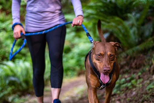 Close up of a female baby boomer in a purple top and black running pants on an evening walk with her happy dog on a forest trail