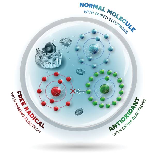 illustrations, cliparts, dessins animés et icônes de fonctionnement des antioxydants contre les radicaux libres - atom molecule electron molecular structure