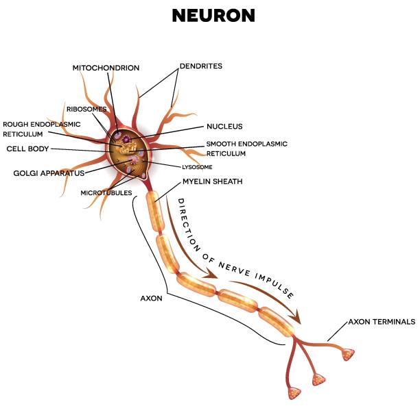 neuron, idegsejtek anatómiája - neurális axon témájú stock illusztrációk
