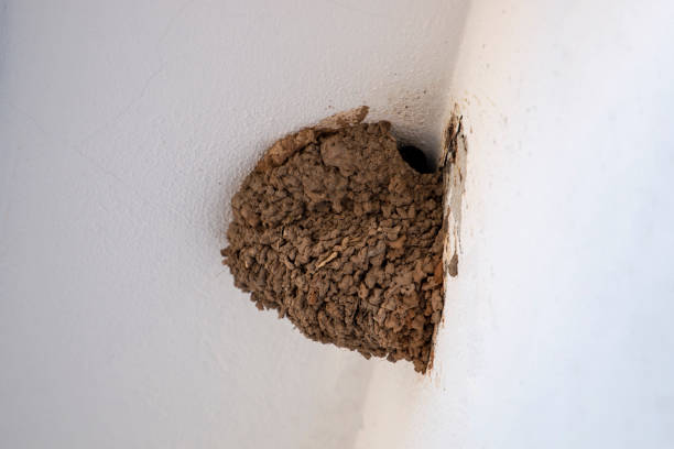 istock European Swallow nest 976969420