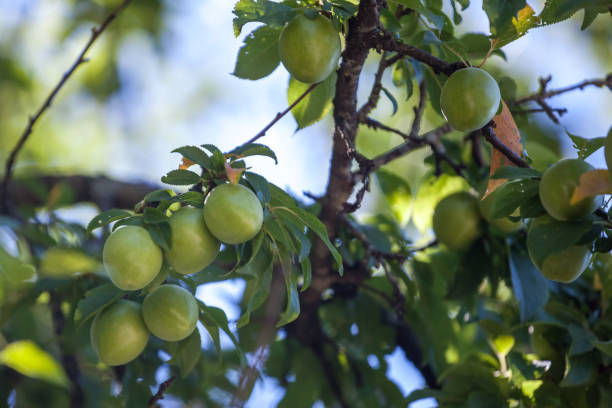 istock Young green plum fruit on a tree, fruit 976971072