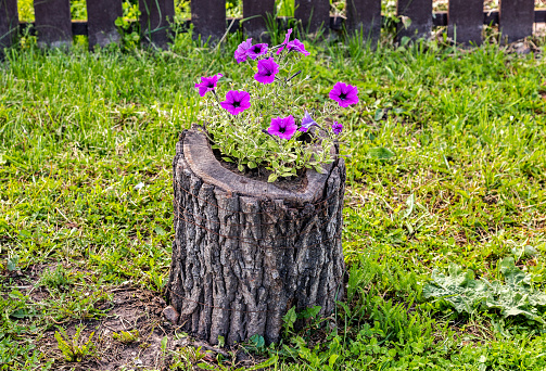 Decorative flowers grow in the old stump