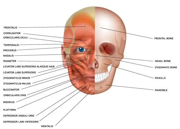 Vector illustration of Muscles and bones of the face