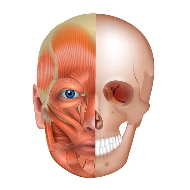 ilustraciones, imágenes clip art, dibujos animados e iconos de stock de los músculos y los huesos de la cara - muscular build human muscle men anatomy