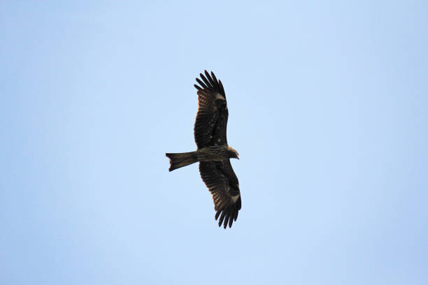 istock The eagle or bird hovers over the sea. Freedom, flight and space 976979196