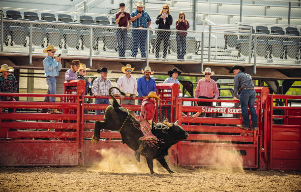 utah byk jazda rodeo - texas longhorn cattle bull cattle wild west zdjęcia i obrazy z banku zdjęć