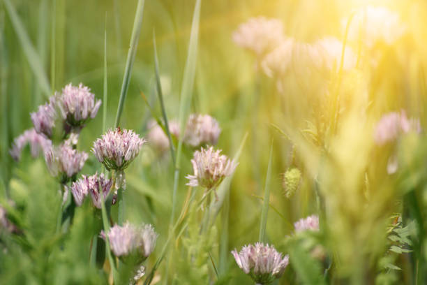 istock Blossoming of wild garlic 976991786