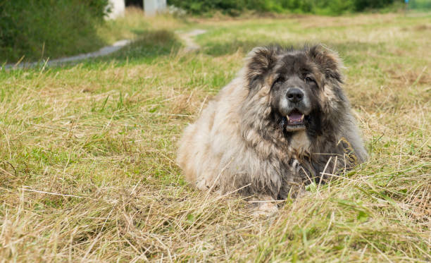Caucasian Shepherd Dog stock photo