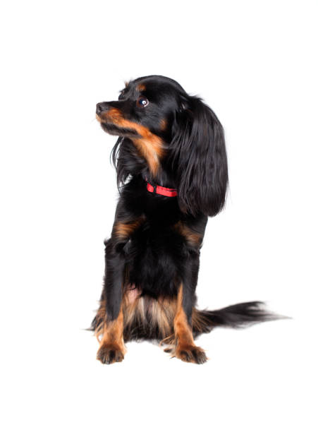istock Little Dog in Red Collar on White Background 976997596