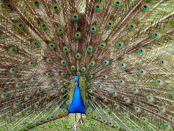 istock Feathers of a Bird 97700479