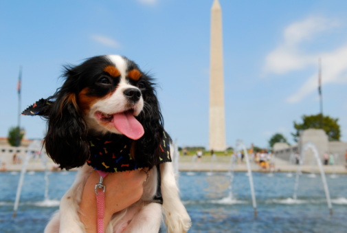 A woman visiting Washington D.C. holds her Cavalier King Charles Spaniel on the National Mall.