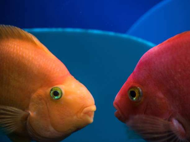 istock Two goldfish in an aquarium 977011386
