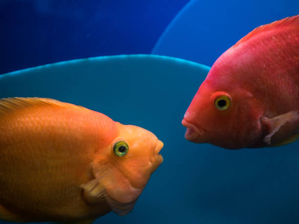 istock Two goldfish in an aquarium 977011532