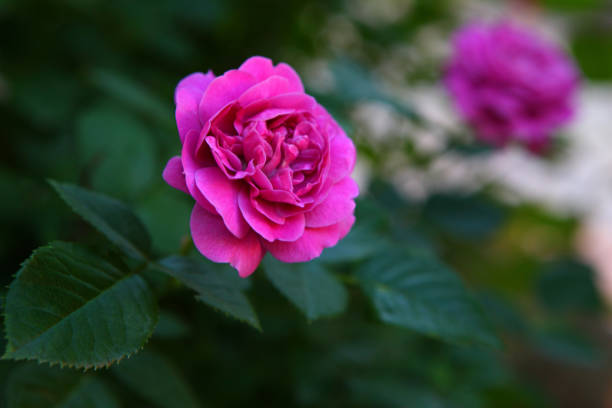 istock Pink rose summer garden 977011624