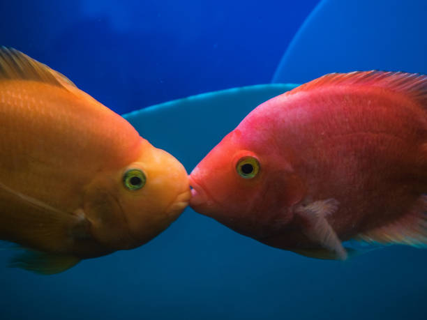 Two goldfish in an aquarium