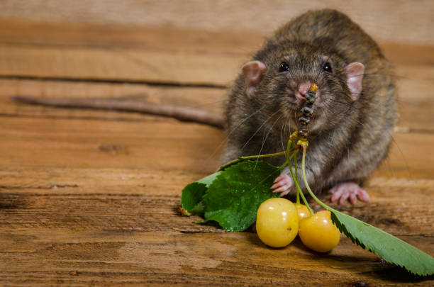 istock Rat eating yellow cherries on a wooden table. 977017724
