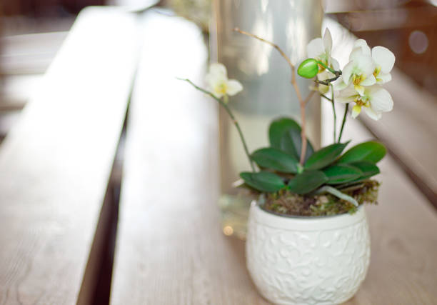 istock decorative flowers pot with blooming white orchid 977018772