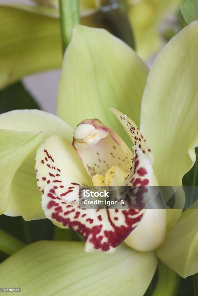 Orchid - Lizenzfrei Blume Stock-Foto