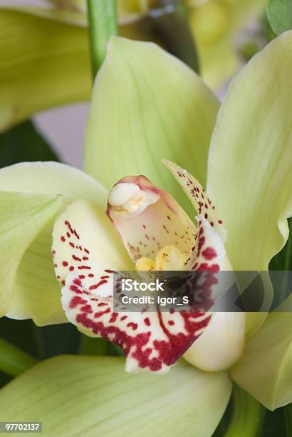 Orchid Stockfoto und mehr Bilder von Blume - Blume, Blüte, Blütenblatt