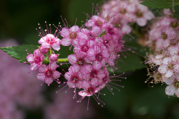 istock Macro view of new blossom clusters on a compact spirea (spiraea) bush 977022414