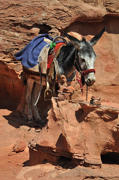 istock Jordanian Donkey at Petra 97702298