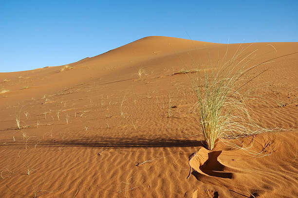 istock Isolated camel bush in sahara dune 97702321