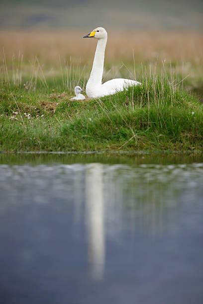 Heureuse famille - Photo