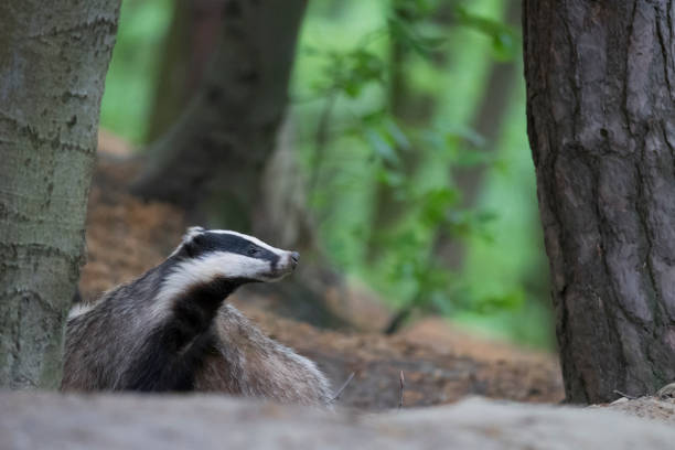 istock European badgers (Meles meles) 977044940