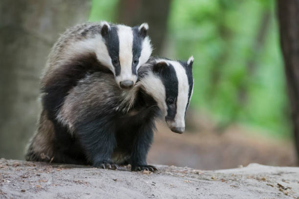 Playing Badgers Stock Photo - Download Image Now - Badger, Animals