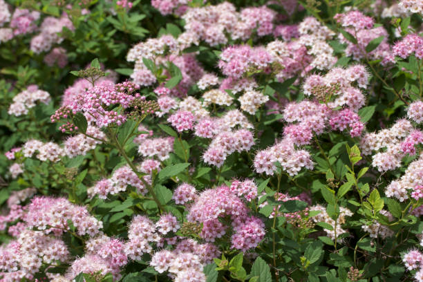 istock Macro view of new blossom clusters on a compact spirea (spiraea) bush 977058444