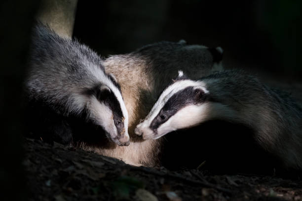istock European badgers (Meles meles) 977058698