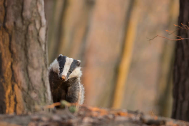 istock European badger (Meles meles) 977059158