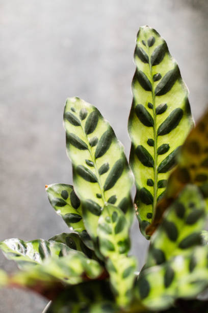 istock Calathea Rattlesnake Plant 977059516