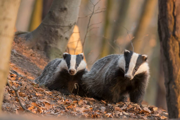European badgers (Meles meles) European badgers (Meles meles) by their den. badger stock pictures, royalty-free photos & images