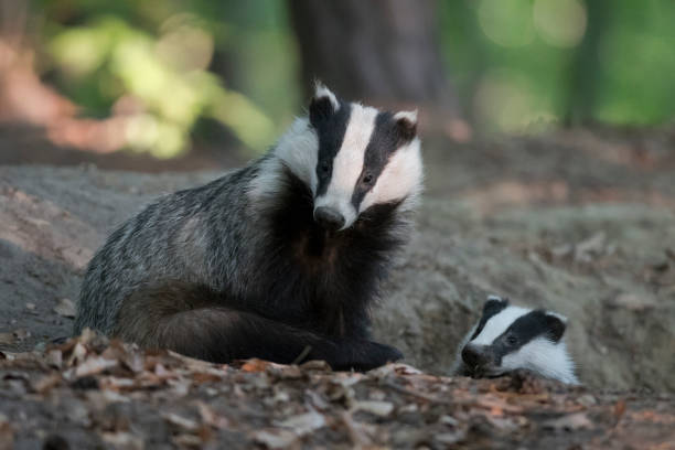 European badgers (Meles meles) European badgers (Meles meles), an adult and young animal by their den. meles meles stock pictures, royalty-free photos & images