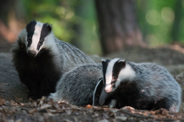 istock Badger (Meles meles) family. 977064556