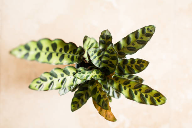istock Calathea Rattlesnake Plant 977066080