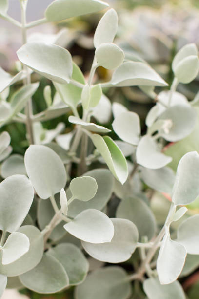 istock Succulents Plants 977071250