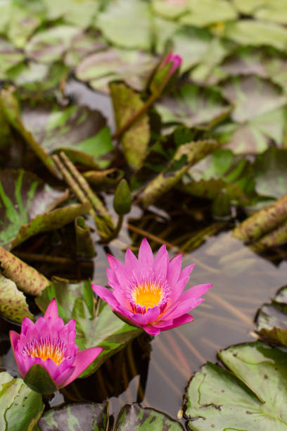 istock Pink Water Lily 977071776