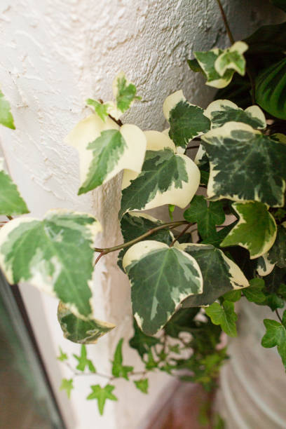 istock Variegated Ivy Plant 977072194