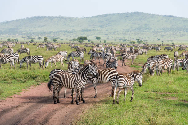 istock Zebras on the road 977075228