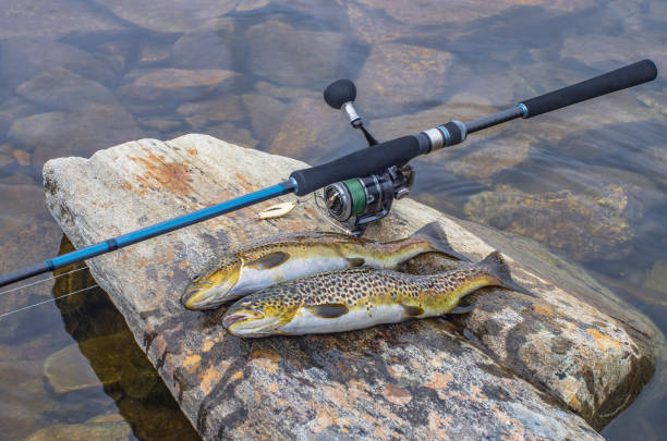 istock Fishing. Caught brown trout fish and spinning tackle on river stone 977076346