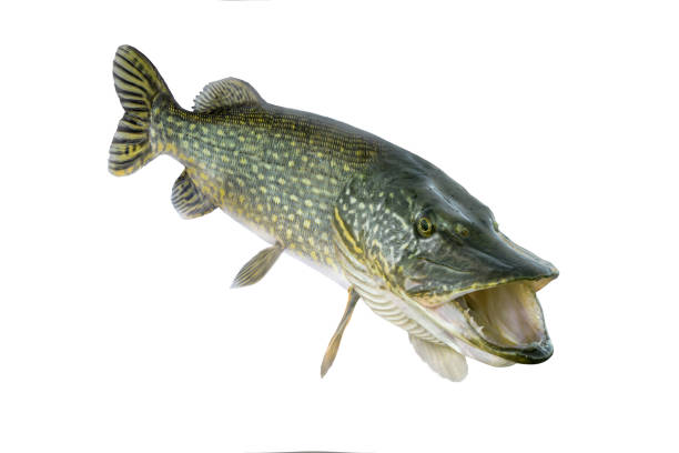 istock Fishing. Big live pike fish isolated on white background 977076436
