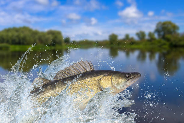 istock Fishing. Zander fish jumping with splashing in water 977076490