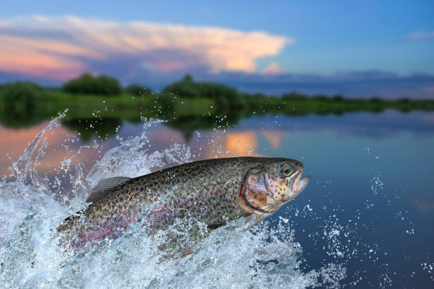 angeln. regenbogenforelle fisch springen mit planschen im wasser - lachs tier stock-fotos und bilder