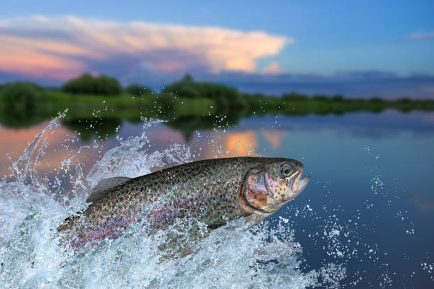 la pêche. poisson truite arc-en-ciel sautant avec éclaboussures dans l’eau - saumon animal photos et images de collection