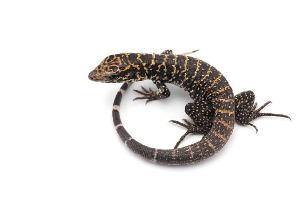 istock The gold tegu isolated on white background 977087964