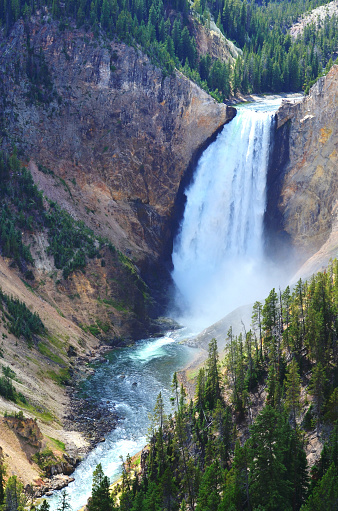 Photograph of the Lower Falls in the canyon of the Yellowstone River at the national park of the same name.